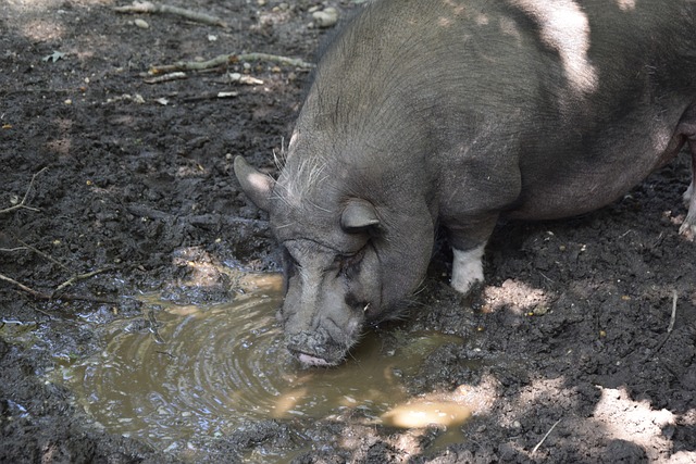 178体育:欧联-梅努传射 曼联2-0布加勒斯特星不败进16强.